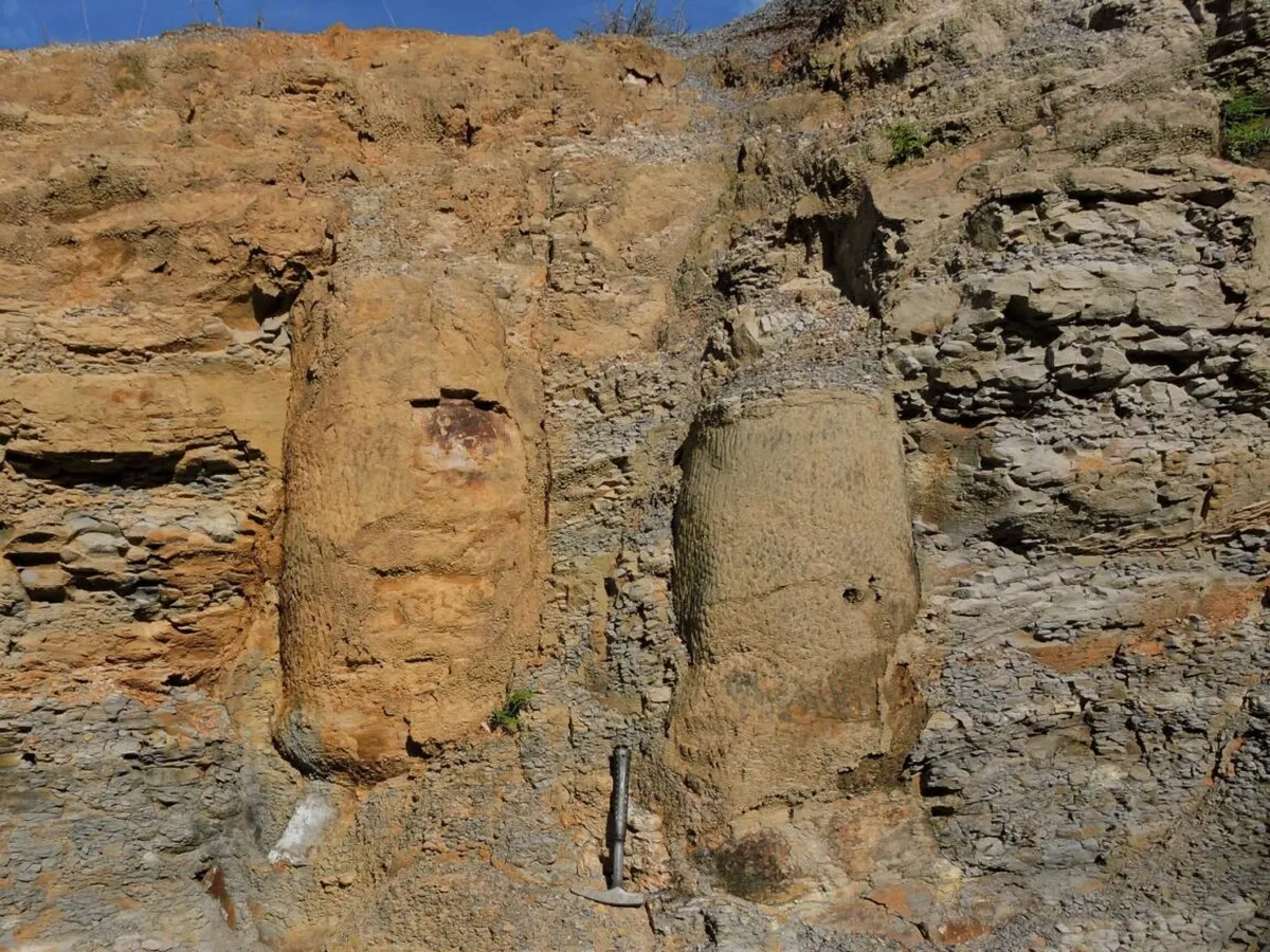 Se estima que el bosque tiene 290 millones de años