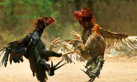 Murieron acuchillados por gallos: preparaban a sus aves para una riña y las aves les lanzaron puntazos letales Murieron acuchillados por gallos: preparaban a sus aves para una riña y las aves les lanzaron puntazos letales