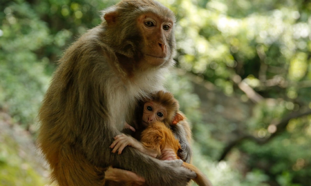 Sacrifican a tres monos de laboratorio que escaparon de un camión en Estados Unidos Sacrifican a tres monos de laboratorio que escaparon de un camión en Estados Unidos