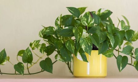 Plantas que brindan sombra y energía a tu casa. Plantas que brindan sombra y energía a tu casa.