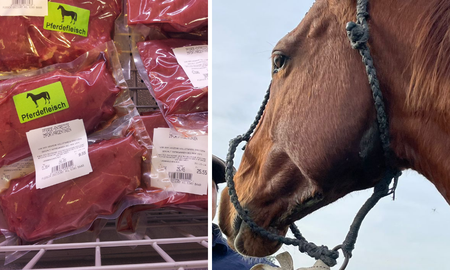 Desde Senasa afirman que en Argentina no se puede comer carne de caballo porque está prohibido, aunque sí se los puede faenar para exportar. Desde Senasa afirman que en Argentina no se puede comer carne de caballo porque está prohibido, aunque sí se los puede faenar para exportar.