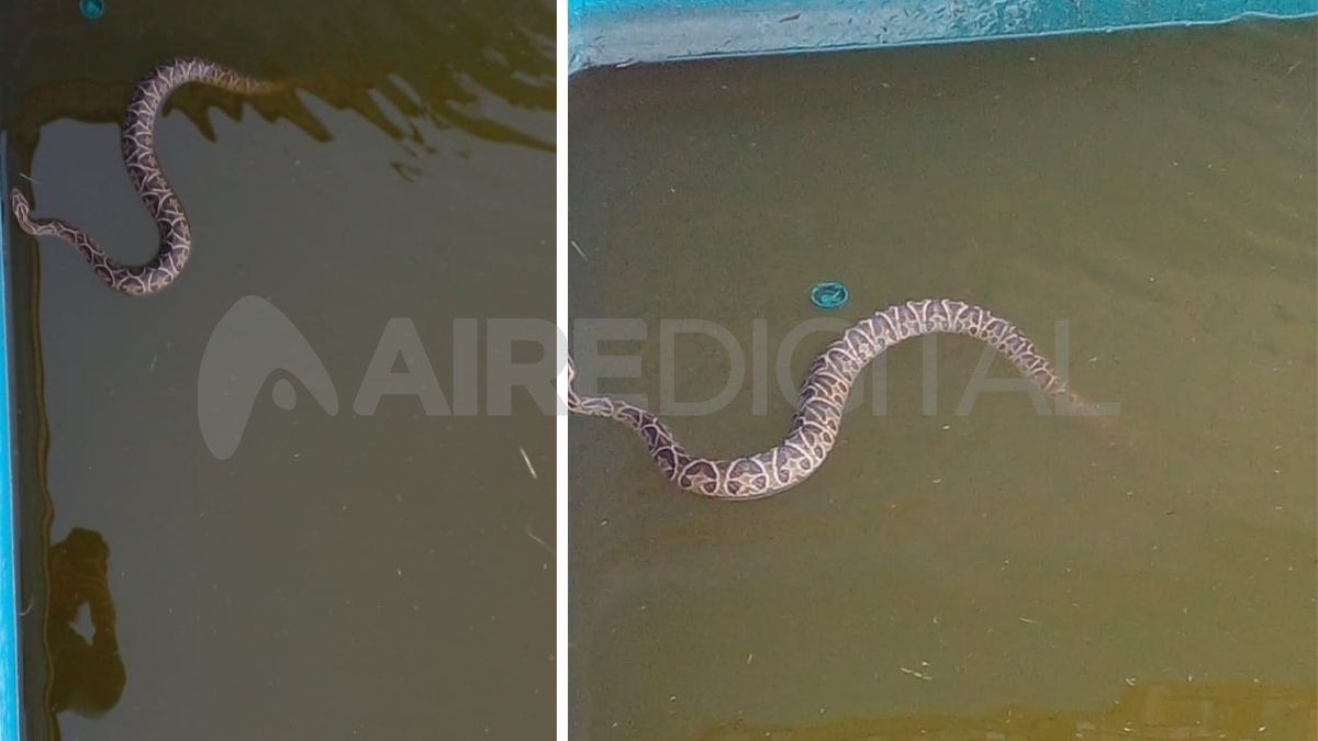 Preocupación en la costa santafesina por la aparición de serpientes