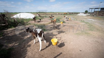 TodoLáctea 2025: proponen una guachera sin estacas en el tambo