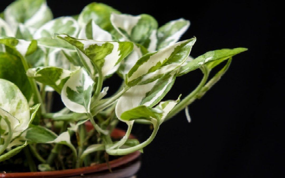 Por qué se pudren las plantas y cómo evitarlo