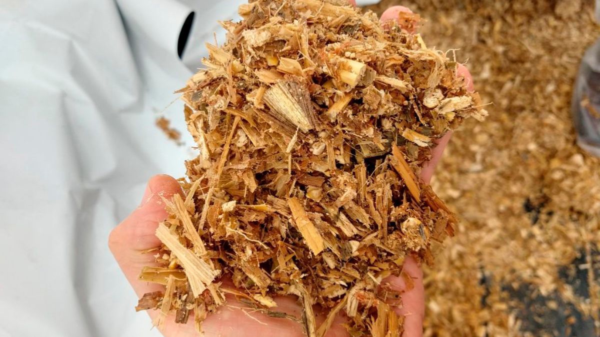 Participarán muestras de todo el país en las siguientes seis categorías de competencia: Silo de Maíz, Silo de Sorgo, Silo de Alfalfa, Silo de Verdeos, Silo de Soja, y Heno de Alfalfa. Participarán muestras de todo el país en las siguientes seis categorías de competencia: Silo de Maíz, Silo de Sorgo, Silo de Alfalfa, Silo de Verdeos, Silo de Soja, y Heno de Alfalfa.