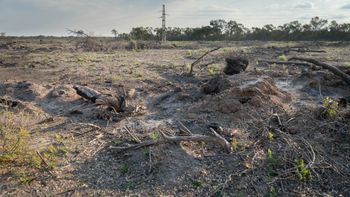 Informe exclusivo de AIRE sobre el desmonte ilegal en Logroño: cuando el bosque calla
