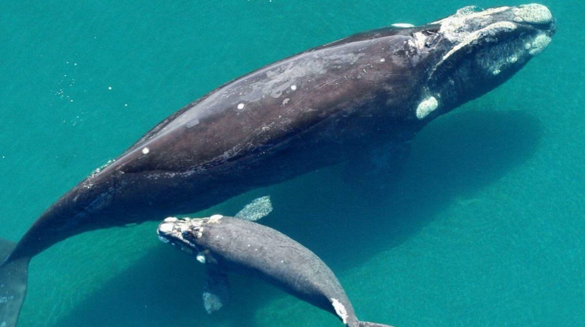 La ballena, por día puede comer hasta 2 toneladas de alimento.
