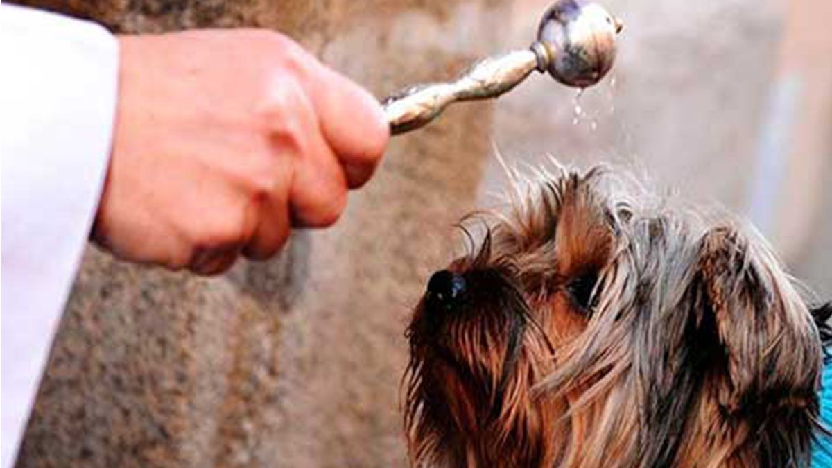 El pedido del ENPA se enfoca en el inciso G del reglamento de convivencia habitacional de 1976 que prohíbe a los inquilinos de las propiedades del Vaticano tener mascotas