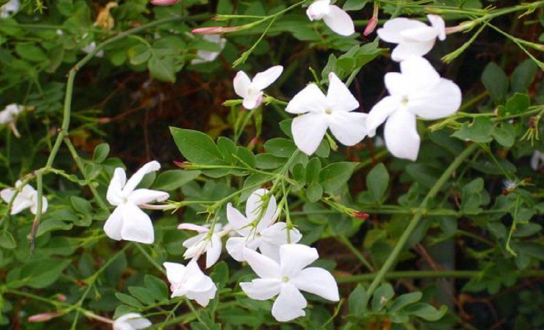 Planta trepadora tiene un aroma delicioso&nbsp;