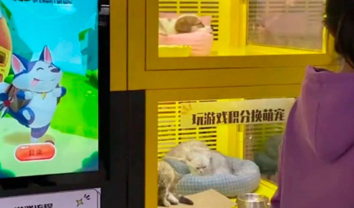 Repudio: máquina expendedora de animales vivos.&nbsp;