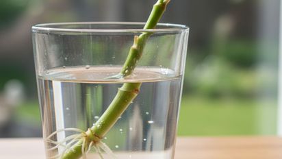 Ni tierra ni macetas: la planta 