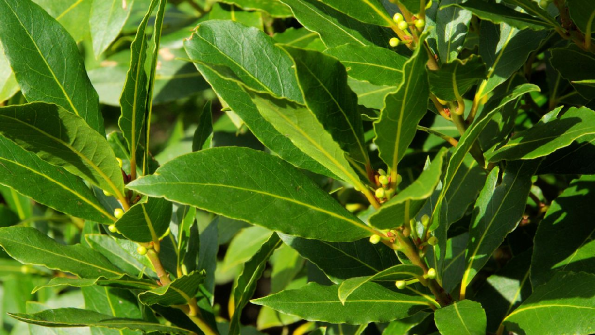 Esta planta no solo embellece tu hogar, sino que puede ayudarte a mantenerlo libre de cucarachas sin necesidad de recurrir a productos químicos. Esta planta no solo embellece tu hogar, sino que puede ayudarte a mantenerlo libre de cucarachas sin necesidad de recurrir a productos químicos.