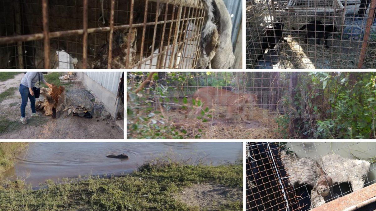 Algunos de los animales que se encontraron durante el allanamiento al predio de tres hectáreas en la zona rural de Desvío Arijón