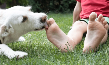 Qué significa que tu perro te lama los pies. Qué significa que tu perro te lama los pies.