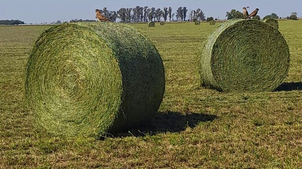 Aire de Santa Fe | AlfalfaRollosCampo.jpg