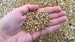 Por 9 meses más, hasta marzo de 2026, el trigo seguirá pagando 9.5% de retenciones.&nbsp;