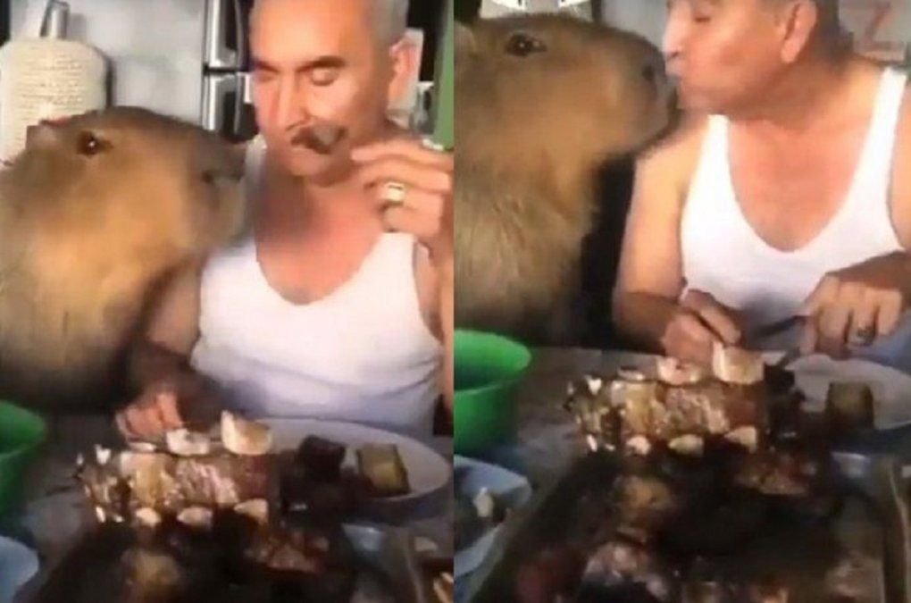 Video viral: un hombre y un carpincho comieron un asado juntos y se volvieron furor en las redes sociales.