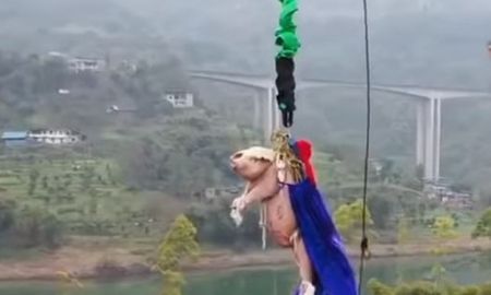 indignante: tiraron un cerdo atado a una cuerda desde una torre de 68 metros para promocionar un parque tematico indignante: tiraron un cerdo atado a una cuerda desde una torre de 68 metros para promocionar un parque tematico