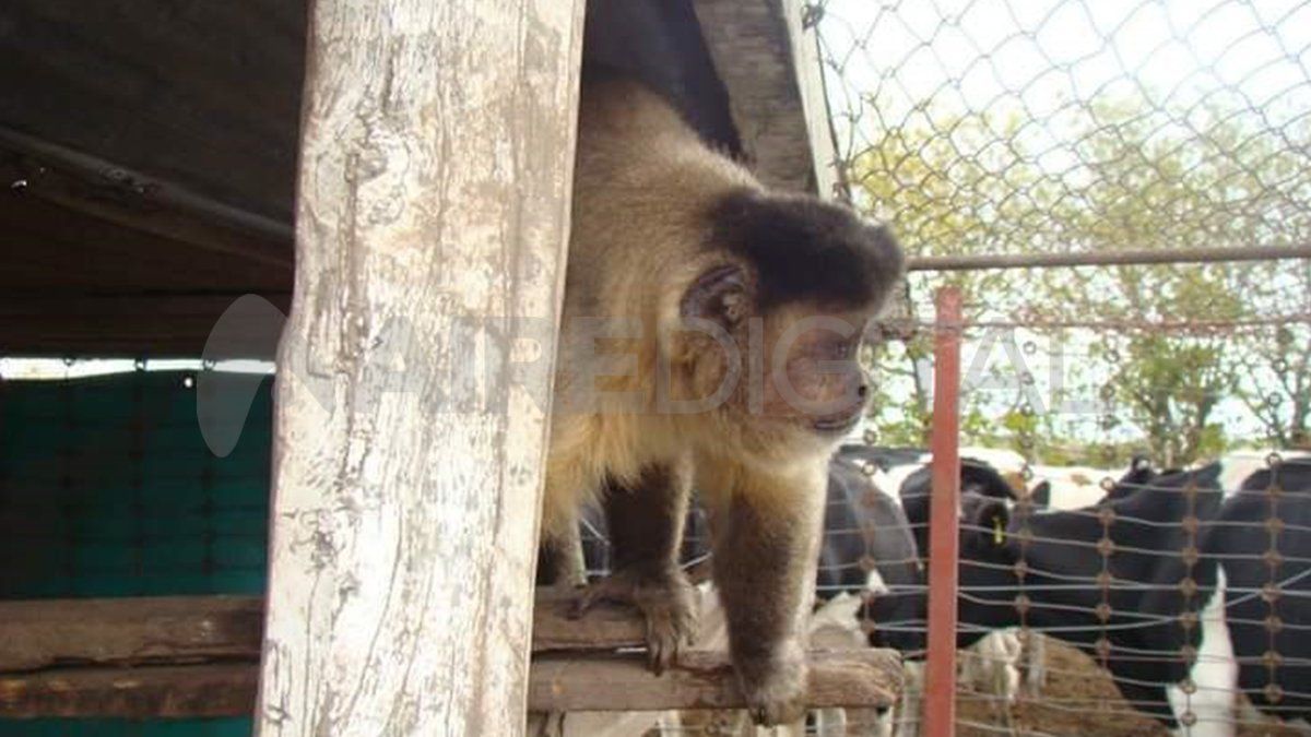 Uno de los monos secuestrados en el allanamiento en el predio rural de Matilde, en 2010.