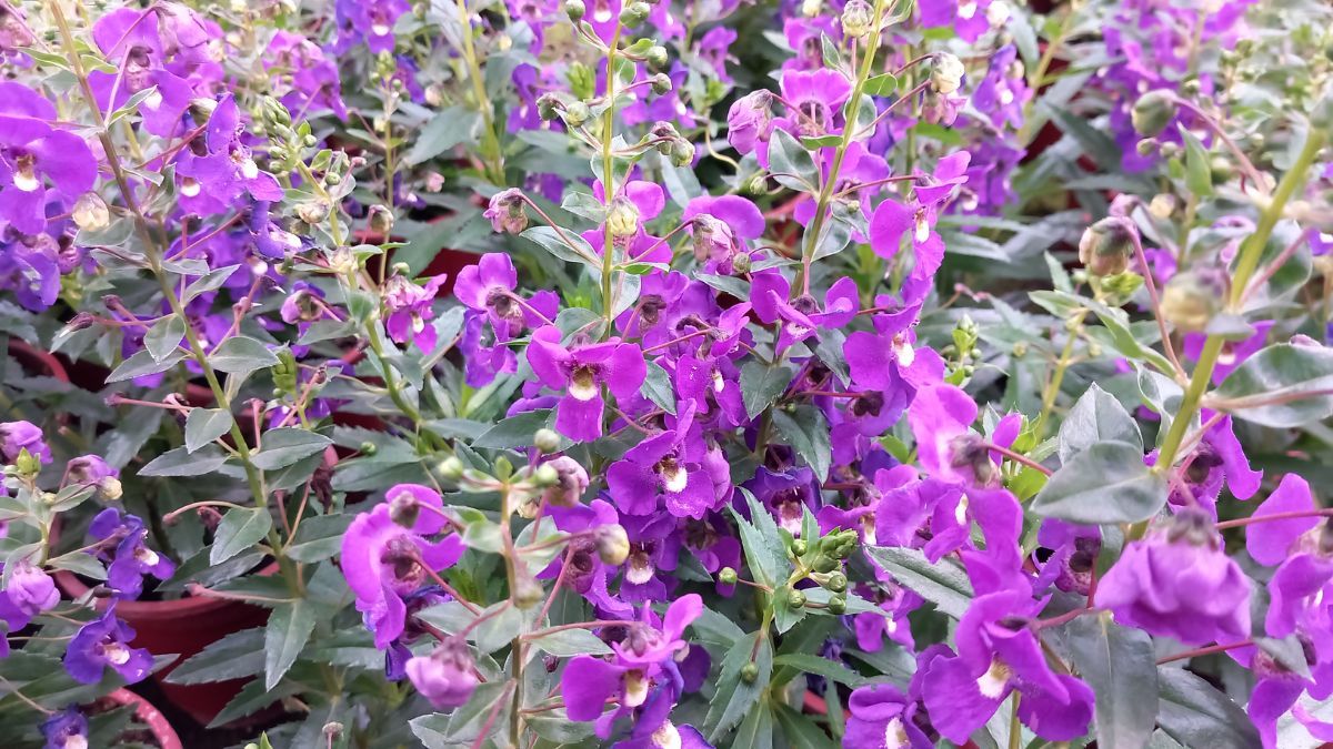 Planta angelonia angustifolia.