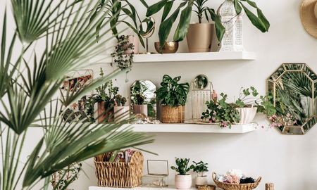 Estas plantas son Ideales para quienes viajan seguido. Estas plantas son Ideales para quienes viajan seguido.