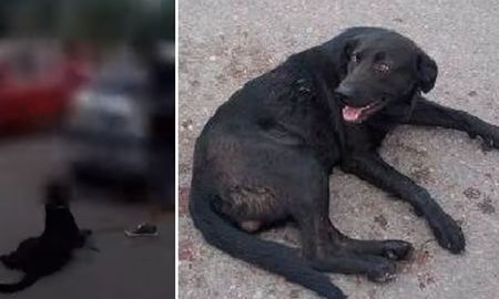 Imputaron a la docente que ató a su perro al auto y lo arrastró por la calle Imputaron a la docente que ató a su perro al auto y lo arrastró por la calle