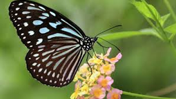 altText(El significado de recibir una mariposa en tu casa)}