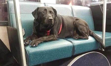 Eclipse aprendió a viajar sola para ir al parque, jugar un par de horas con otros perros y volver a casa también en colectivo. Es la mimada de choferes y pasajeros. En su collar lleva el abono. Eclipse aprendió a viajar sola para ir al parque, jugar un par de horas con otros perros y volver a casa también en colectivo. Es la mimada de choferes y pasajeros. En su collar lleva el abono.