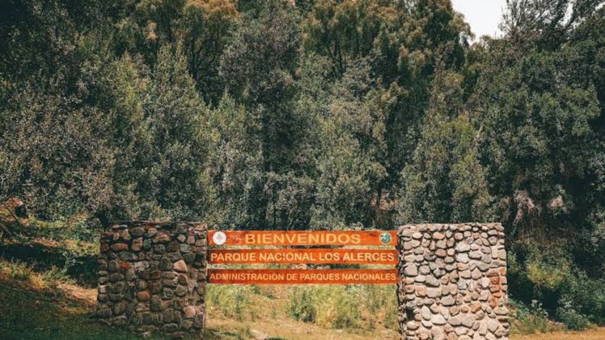 El ecosistema del Parque Nacional Los Alerces recibe abundantes lluvias anuales, lo que permite el desarrollo de una frondosa selva valdiviana.