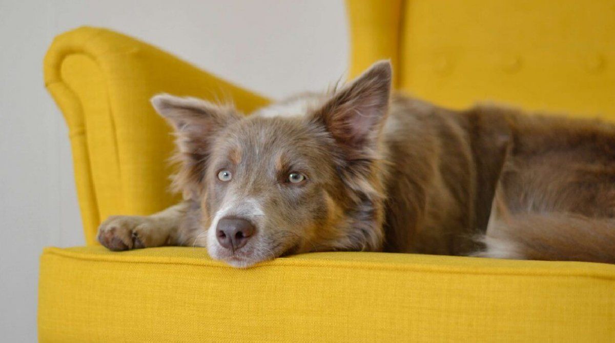 Además de ciertos patrones que indican la inteligencia de los perros, mucho tiene que ver como los educamos.