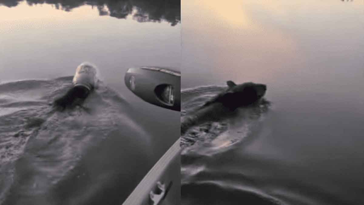 una familia rescatan a un oso que nadaba con una jarra de plástico en su cabeza