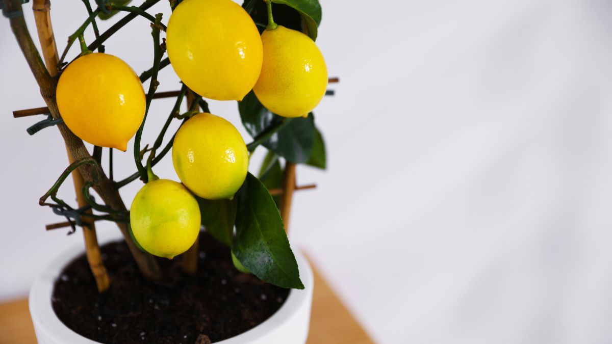 Planta de limonero en maceta.