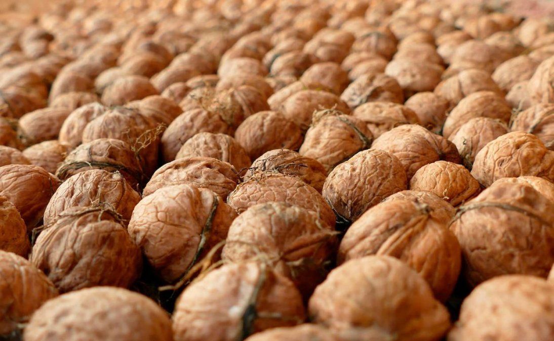 Producción de nueces: la variedad Chandler es la más cultivada en Río Negro y Neuquén | Agro Digital