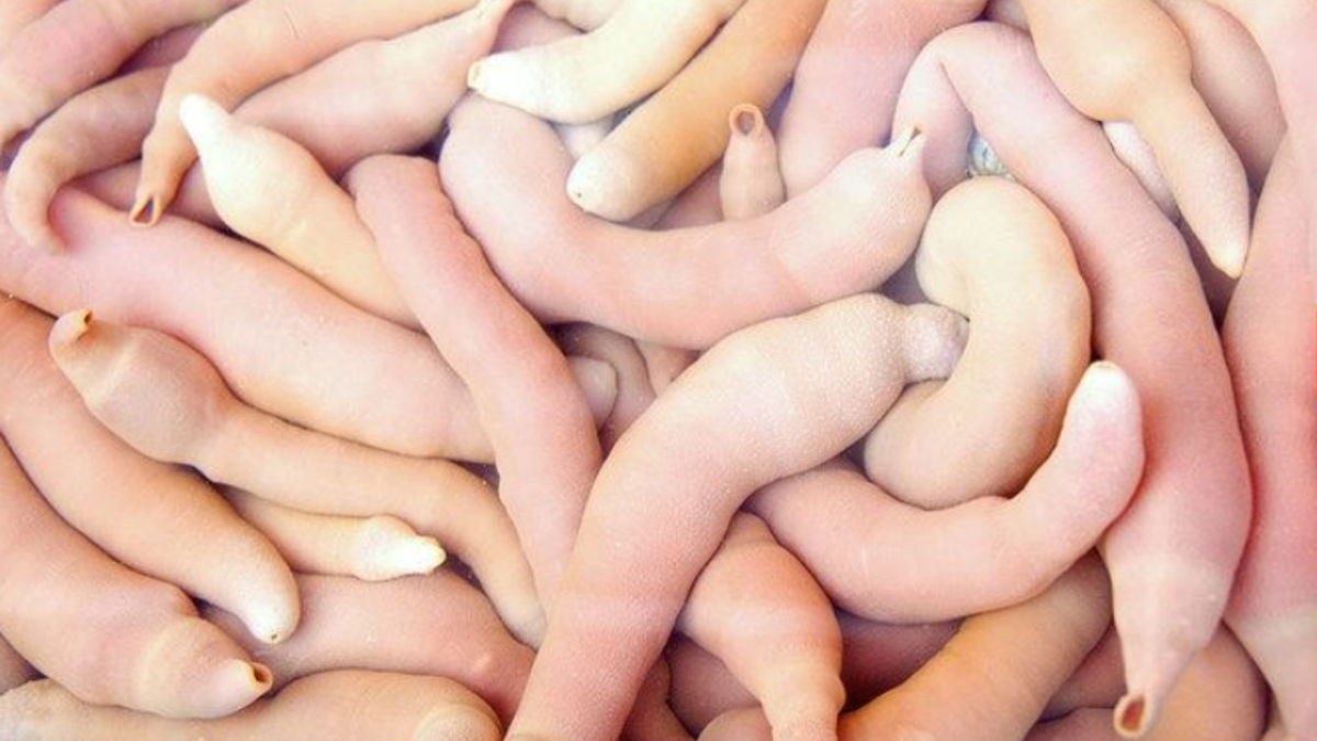 Aparecieron peces pene en una playa patagónica y sorprendieron a los habitantes