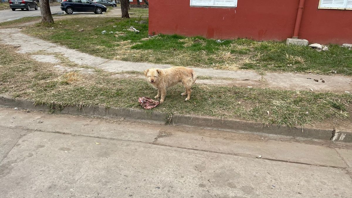 Los perros desparramaron los restos de cerdo.