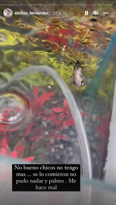 Murió el pececito de Cinthia Fernández.