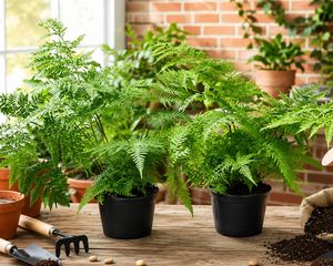 Puede vivir durante décadas en la misma maceta y regalar una floración espectacular cada año.