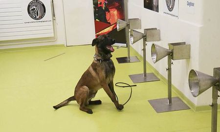 Desde la Facultad de Veterinaria, informaron que&nbsp;el tiempo estimado de entrenamiento es entre 6 y 8 semanas, y &ldquo;luego se avanzar&aacute; en las etapas de convalidaci&oacute;n y aplicaci&oacute;n de estas t&eacute;cnicas&rdquo;.