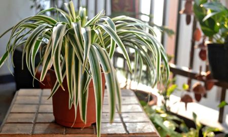 Un lazo de amor bien iluminado desarrolla tallos colgantes llenos de brotes que pueden usarse para obtener plantas nuevas. Un lazo de amor bien iluminado desarrolla tallos colgantes llenos de brotes que pueden usarse para obtener plantas nuevas.