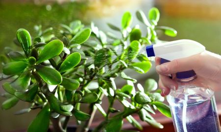 La Crassula ovata es una de las plantas más resistentes y valoradas por su capacidad de armonizar ambientes. La Crassula ovata es una de las plantas más resistentes y valoradas por su capacidad de armonizar ambientes.