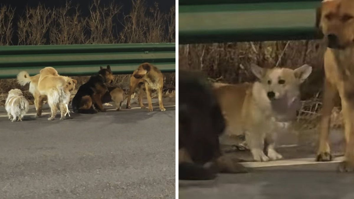 Siete perros escaparon de traficantes