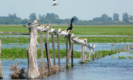 Las aves forman parte característica de uno de los humedales más conocidos de Argentina: los Esteros del Iberá. Las aves forman parte característica de uno de los humedales más conocidos de Argentina: los Esteros del Iberá.