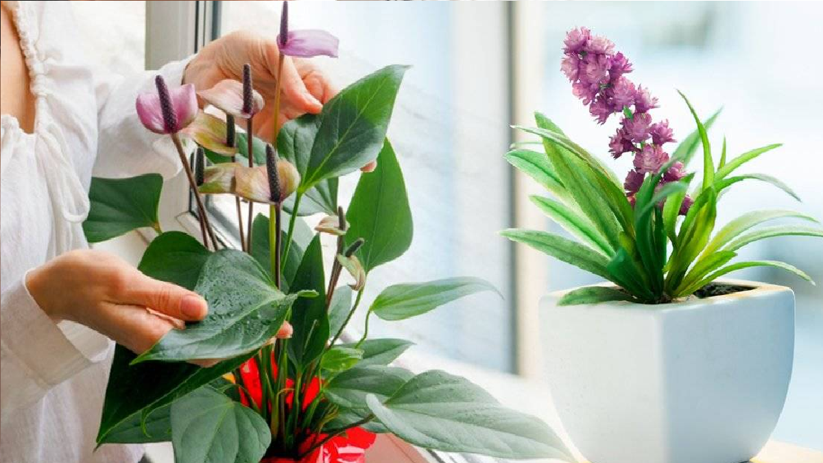 5 plantas de interior que dan flores todo el año