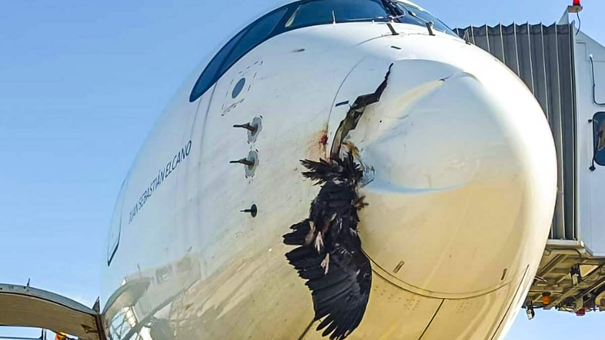 El impacto de un buitre en pleno&nbsp;vuelo&nbsp;abri&oacute; un agujero en un&nbsp;avi&oacute;n&nbsp;de la compa&ntilde;&iacute;a Iberia que aterrizaba en Barajas procedente de Bogot&aacute;.