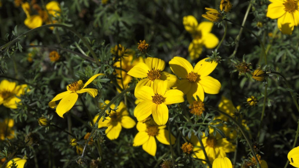 Su floración constante y su resistencia al sol la convierten en una opción ideal para patios y balcones.