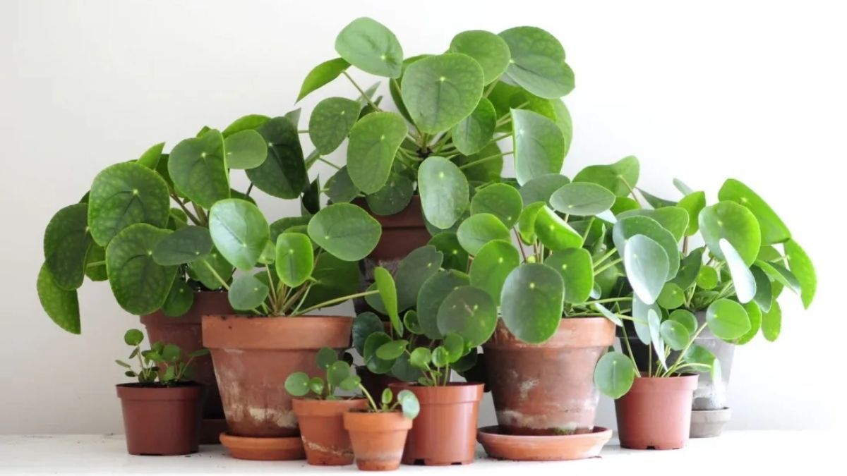 Una planta que atrae la abundancia y es ideal para plantar en septiembre Una planta que atrae la abundancia y es ideal para plantar en septiembre