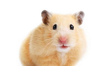 Aspiró al hamster de su hermana y pidió ayuda en las redes sociales para salvarlo