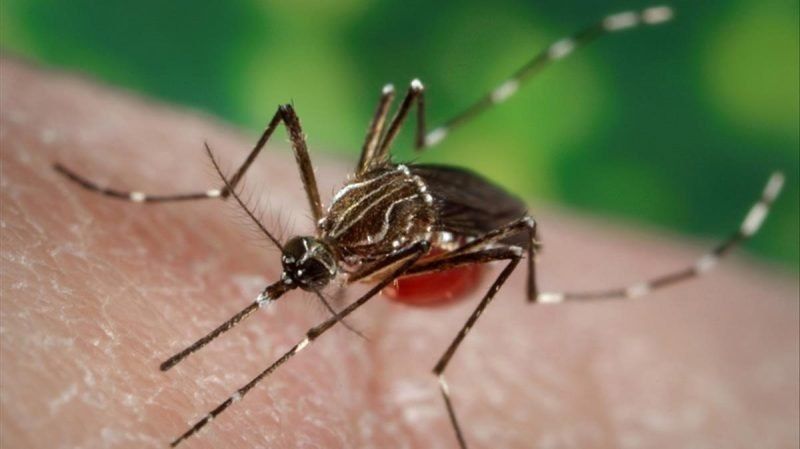 Recomendaciones para prevenir dengue, zika, chikungunya y fiebre amarilla