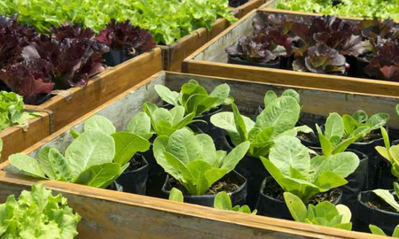 Huerta en casa: verduras que se pueden cultivar en poco tiempo. Huerta en casa: verduras que se pueden cultivar en poco tiempo.