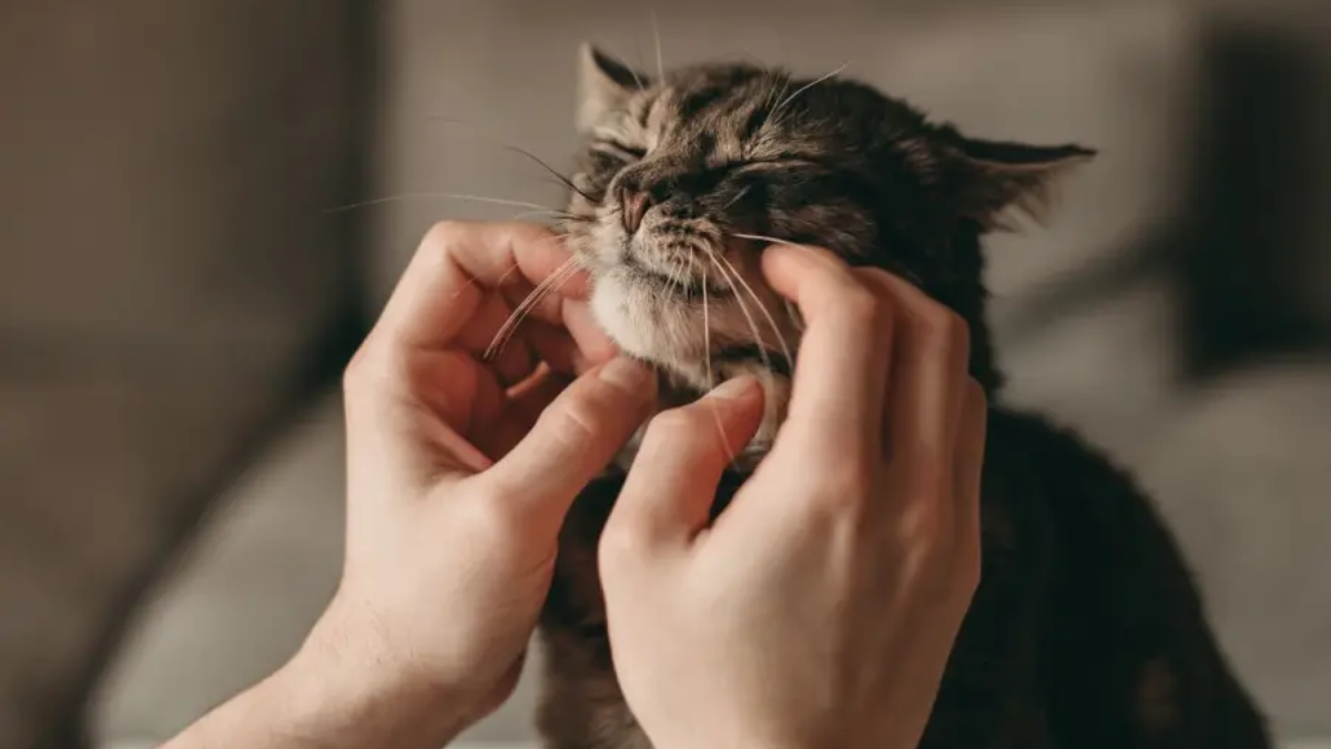 Científicos de la Universidad de Viena demostraron que un oscilador neural en el cerebro del felino activa los músculos de la laringe para emitir este sonido continuo. &nbsp;